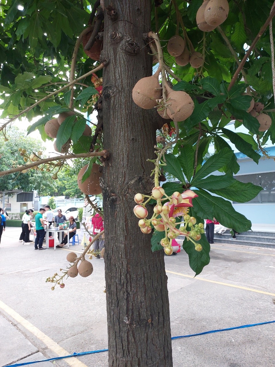 Đa Minh 加藤孝幸 :sabakan:: 